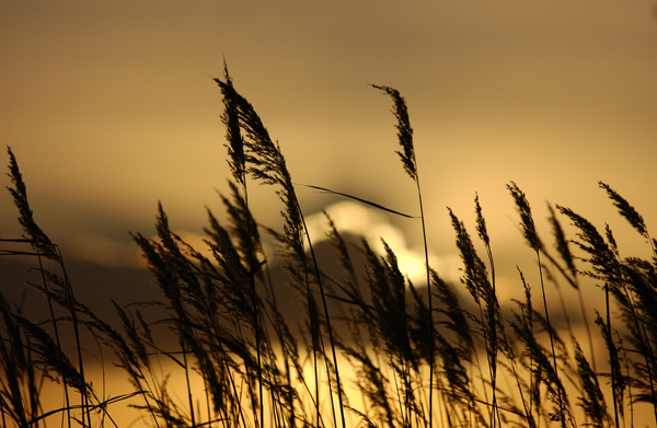 sawgrass at sunset.jpg