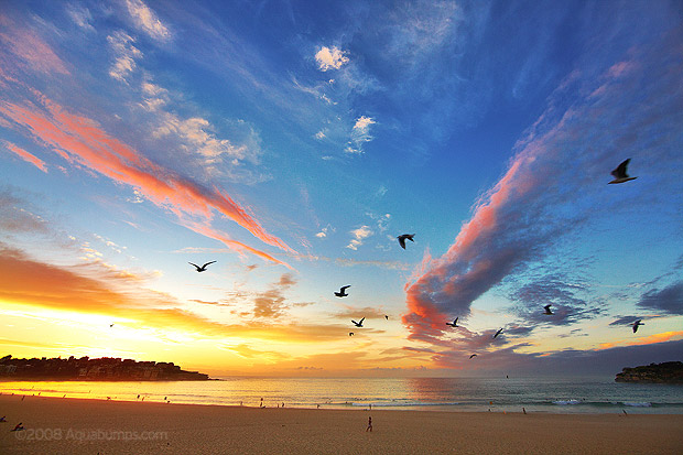 bondi-sunrise-birds.jpg